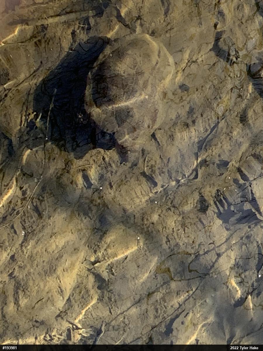 Wood Turtle
