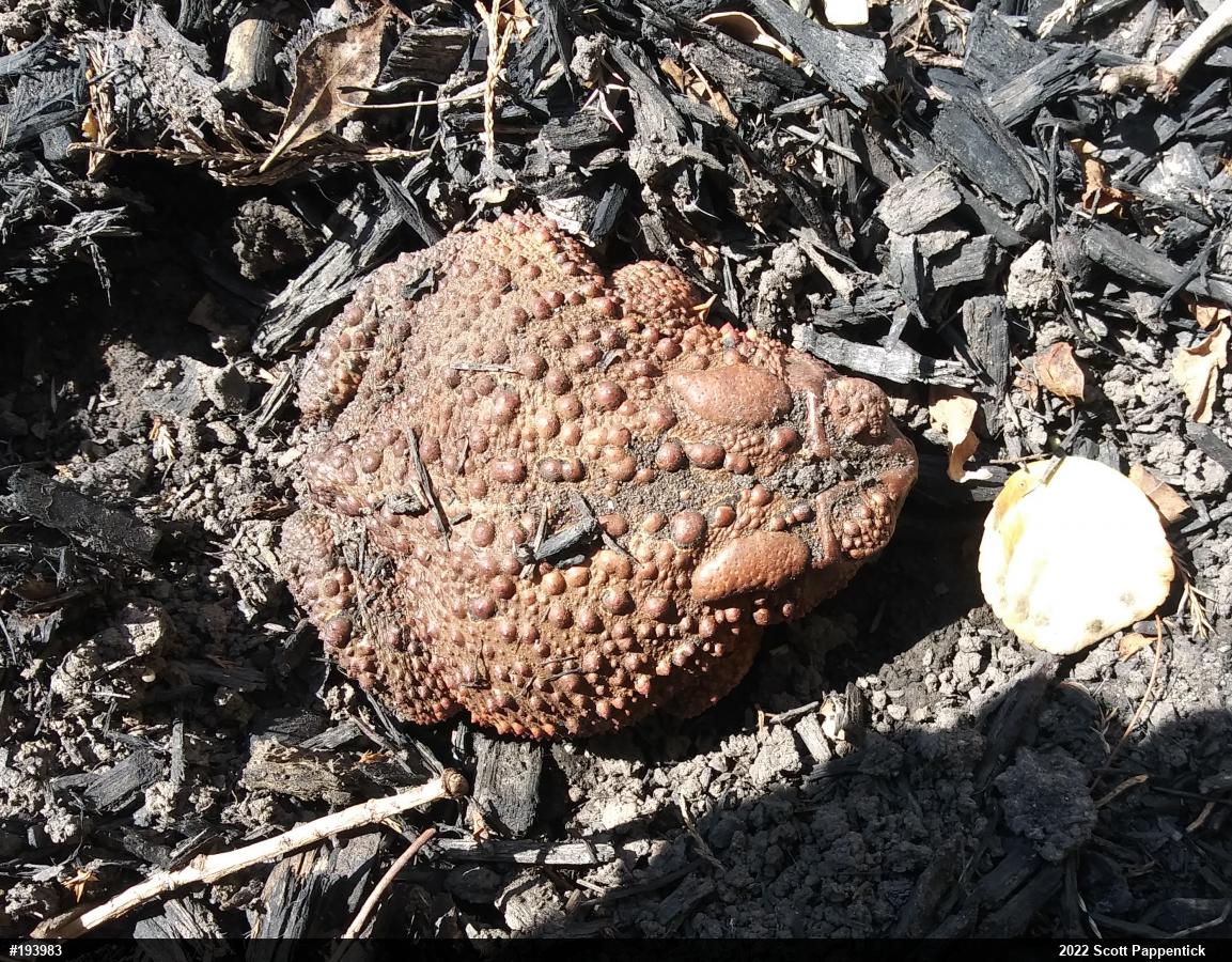 Eastern American Toad