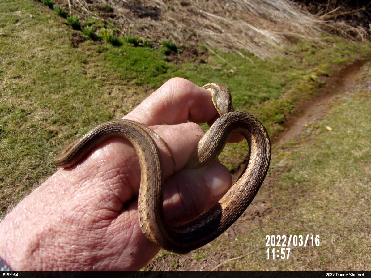 Eastern Gartersnake