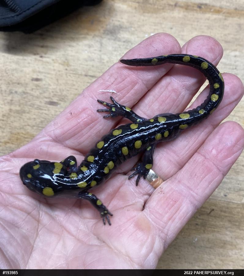 Spotted Salamander