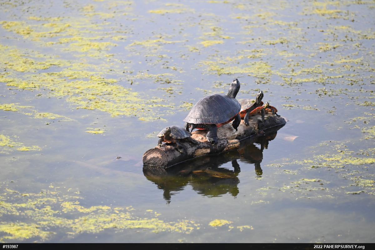 Red-eared Slider