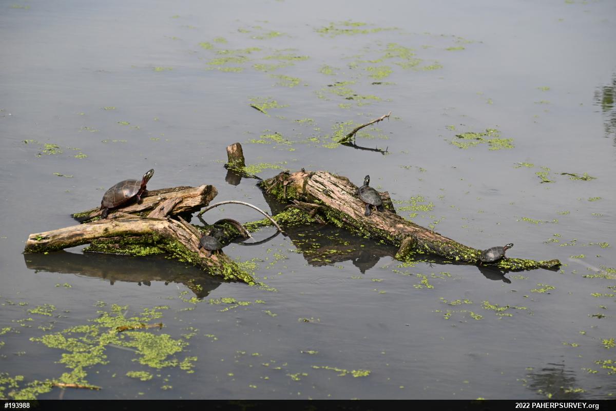 Painted Turtle