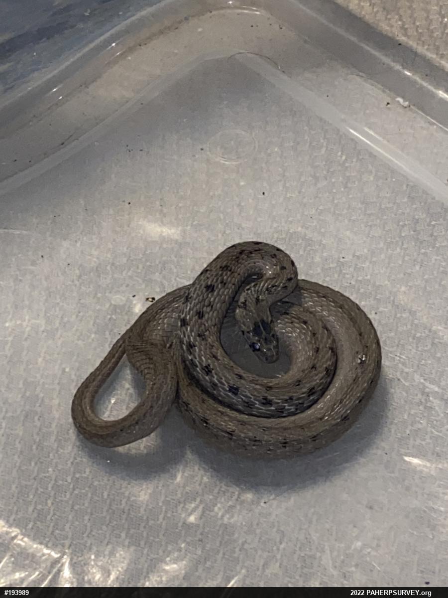 Dekay's Brownsnake