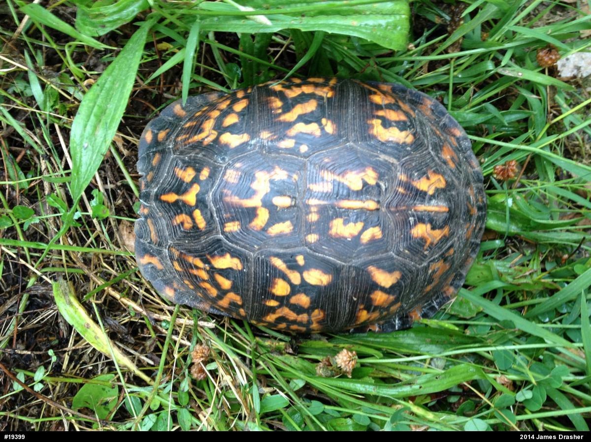 Eastern Box Turtle