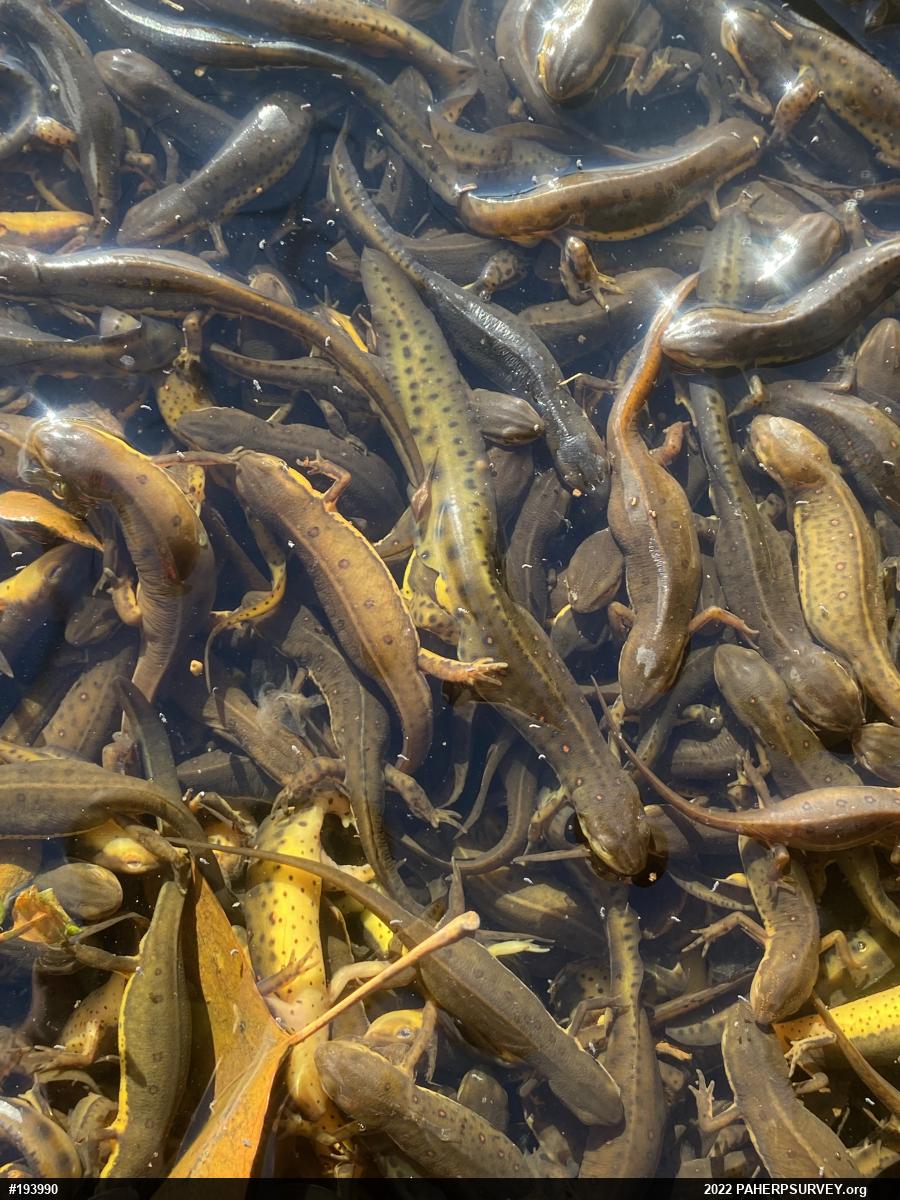 Red-spotted Newt