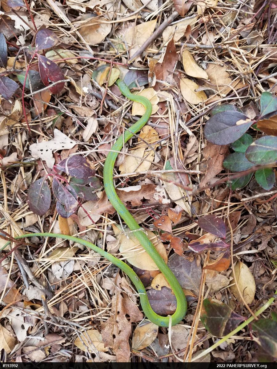Smooth Greensnake