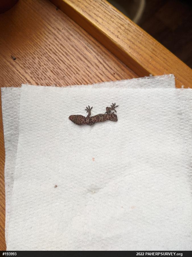 Mediterranean House Geckos