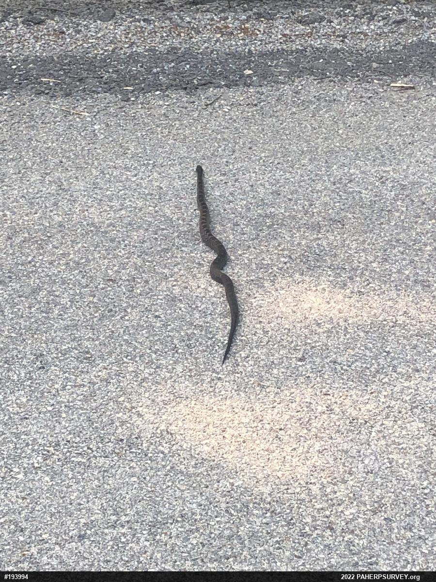Eastern Ratsnake