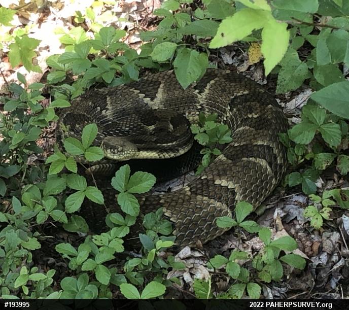 Timber Rattlesnake