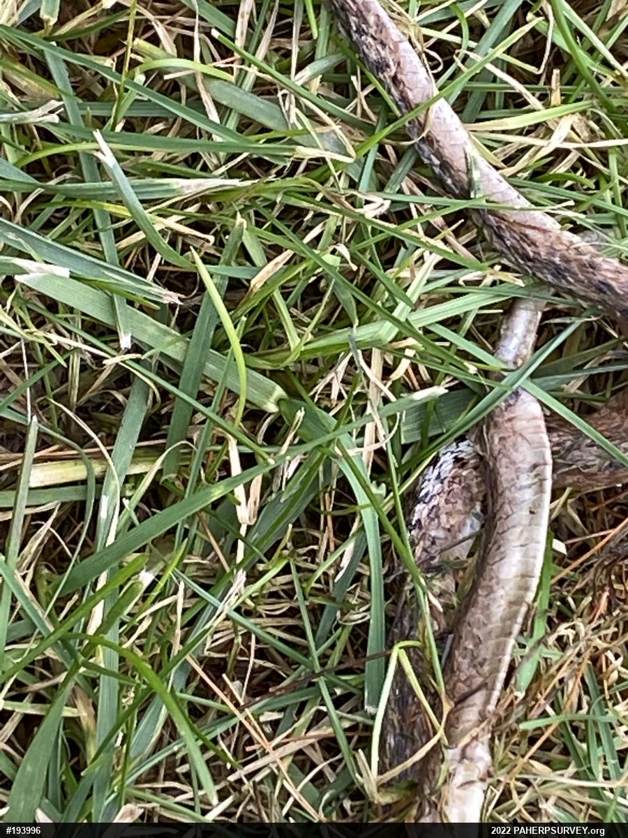 Dekay's Brownsnake