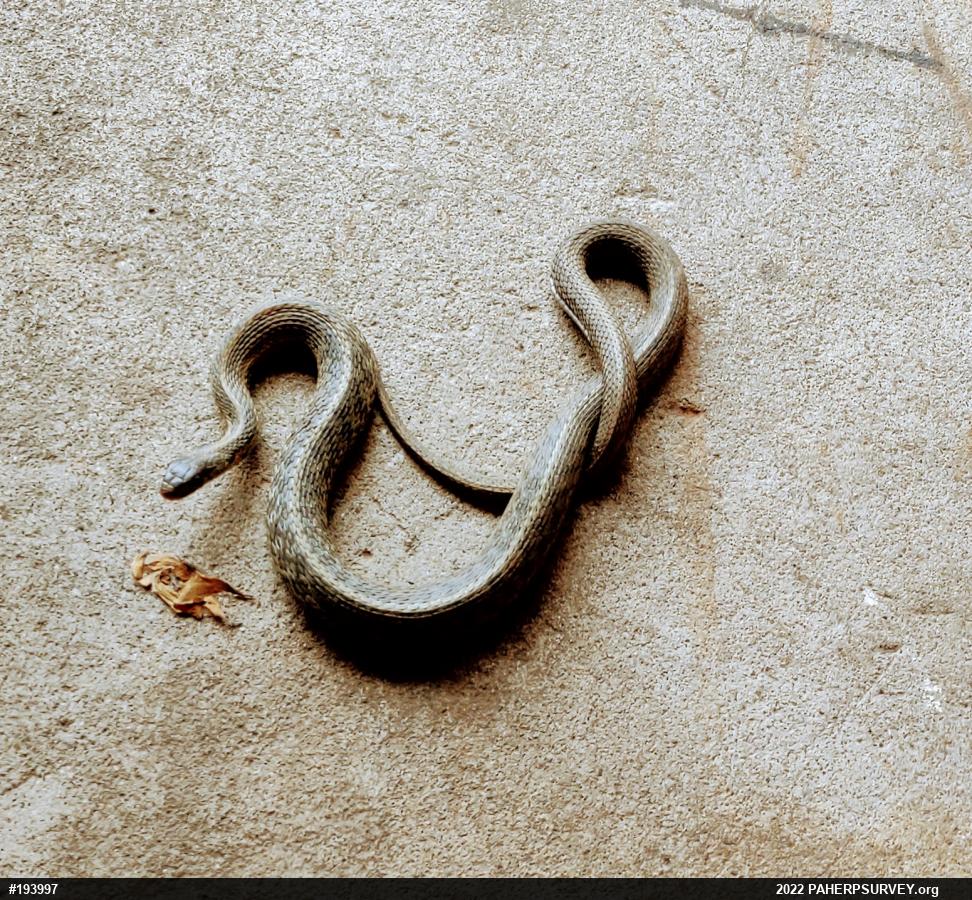 Dekay's Brownsnake