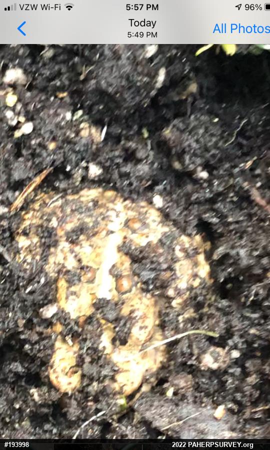 Eastern American Toad