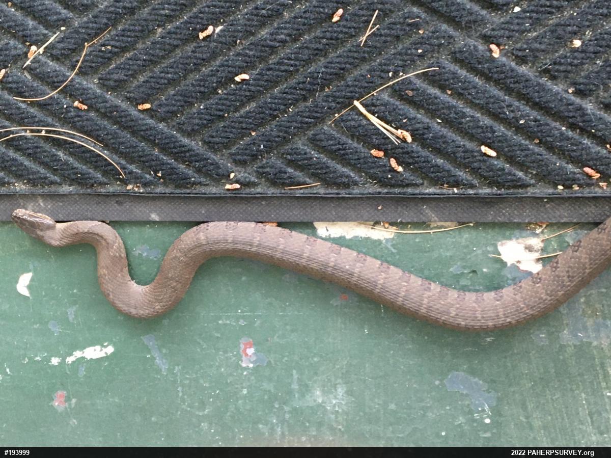 Northern Watersnake