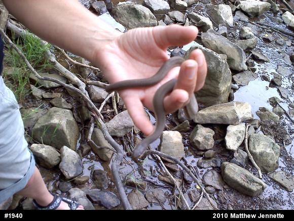 Queensnake