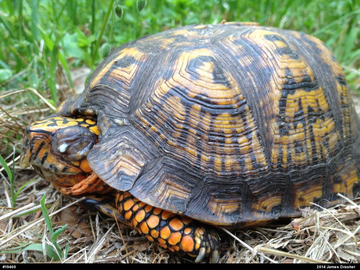 Eastern Box Turtle