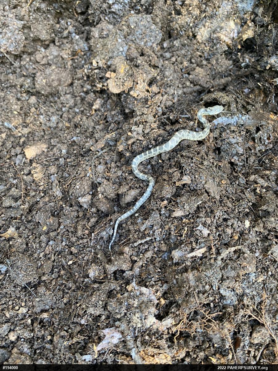 Eastern Ratsnake