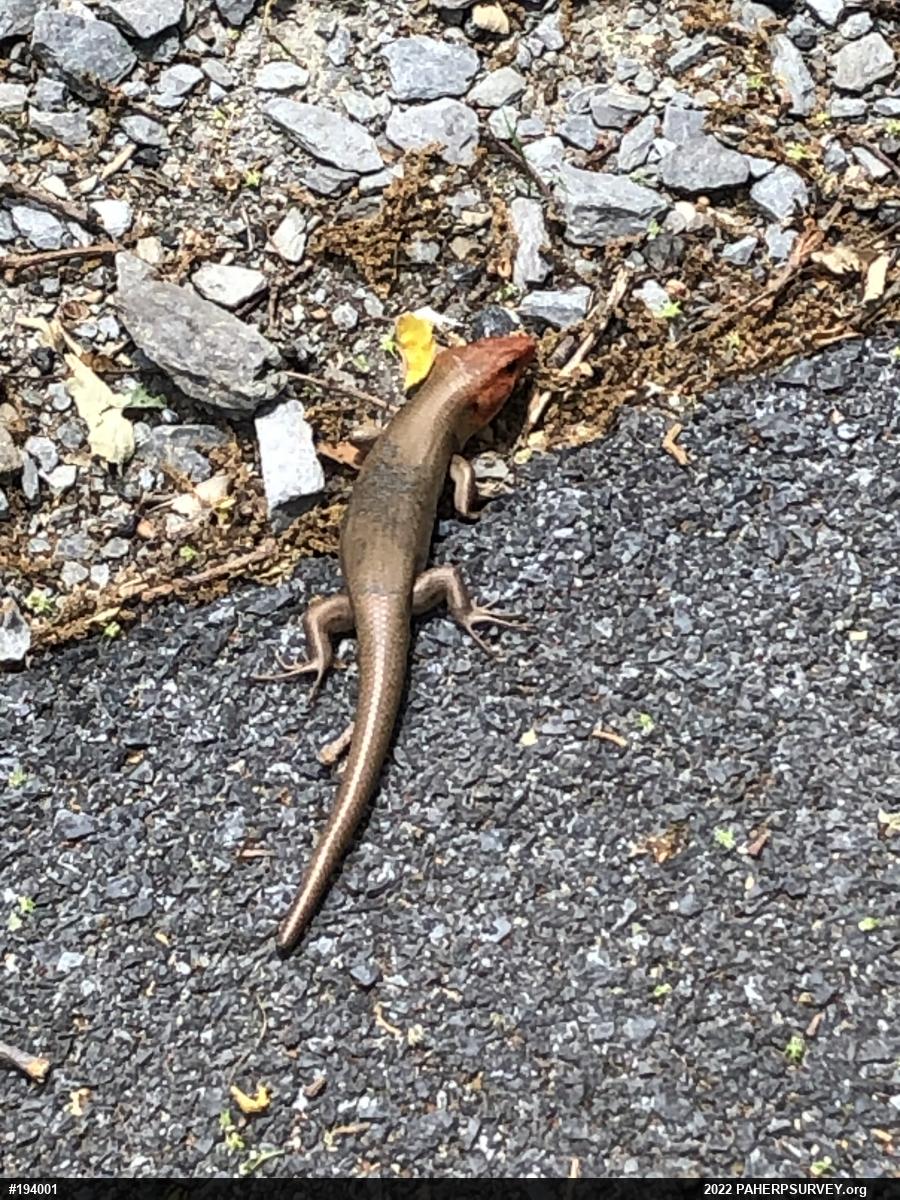 Skinks