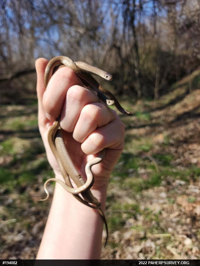 Dekay's Brownsnake