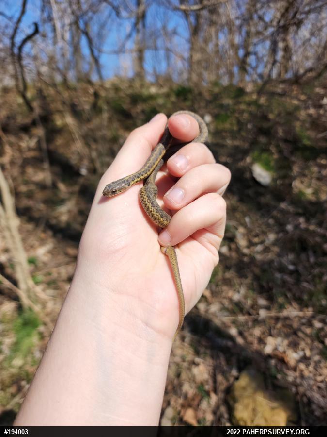 Eastern Gartersnake