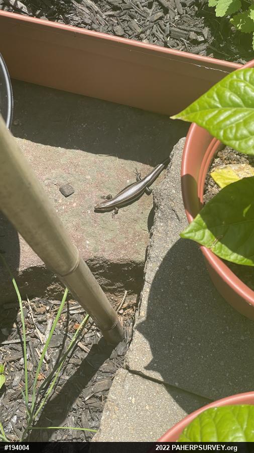 Skinks