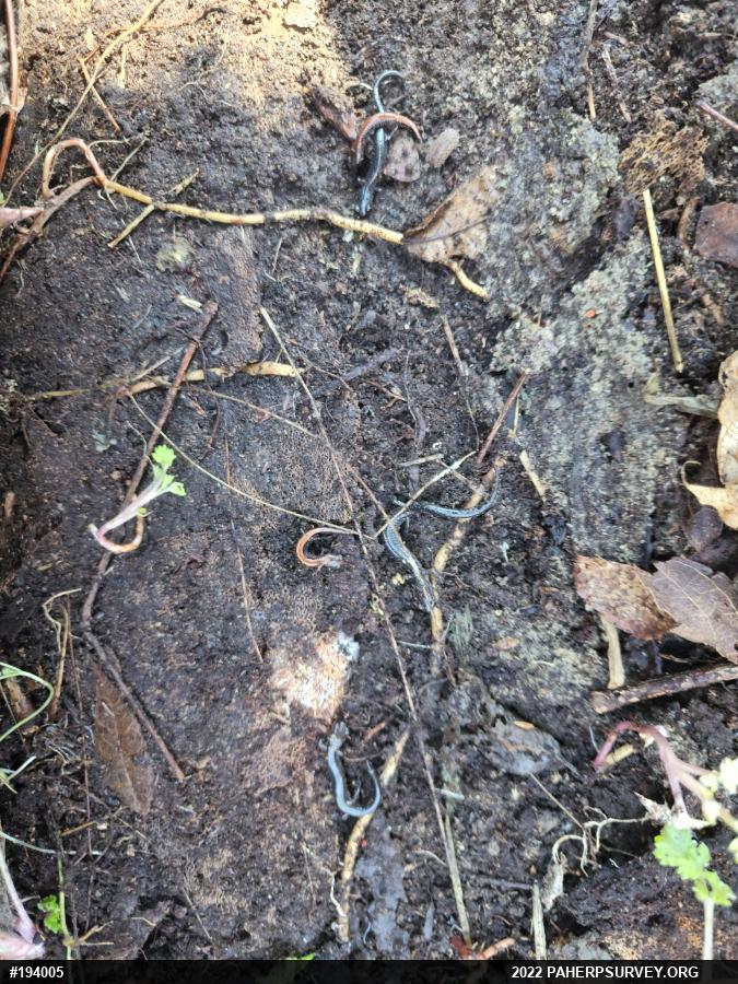 Eastern Red-backed  Salamander