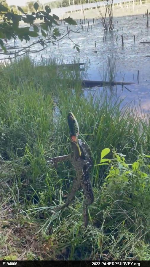 American Bullfrog