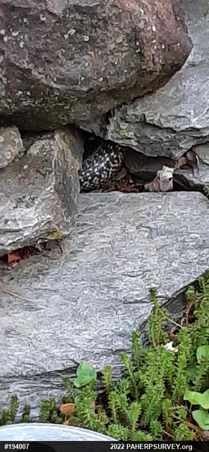 Eastern Gartersnake