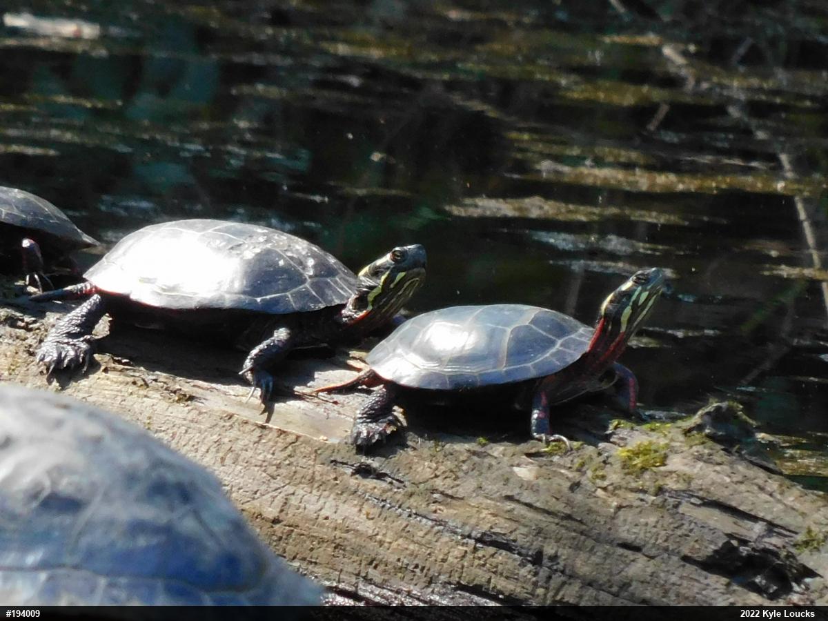 Eastern Painted Turtle