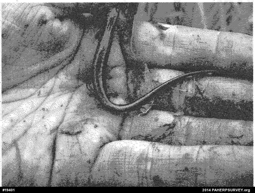 Northern Two-lined Salamander