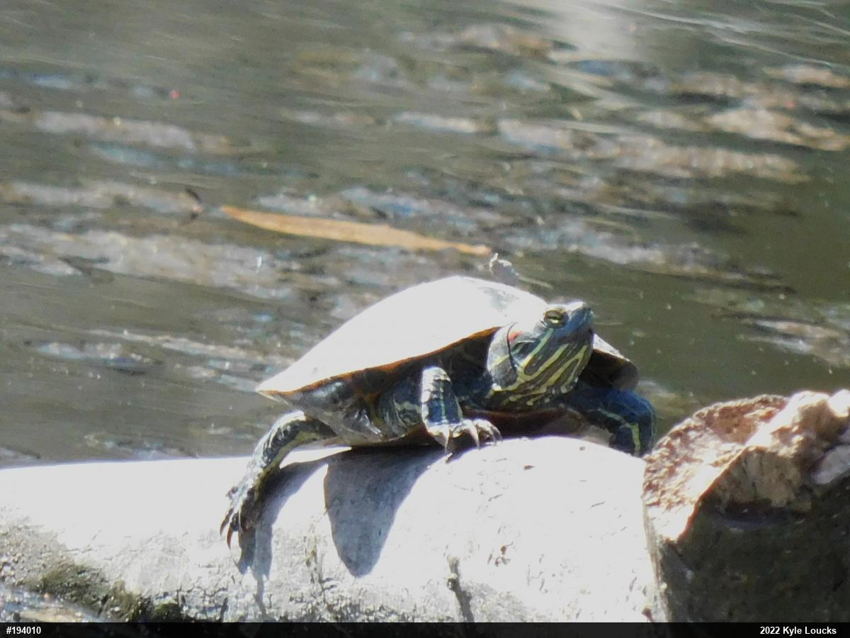 Red-eared Slider