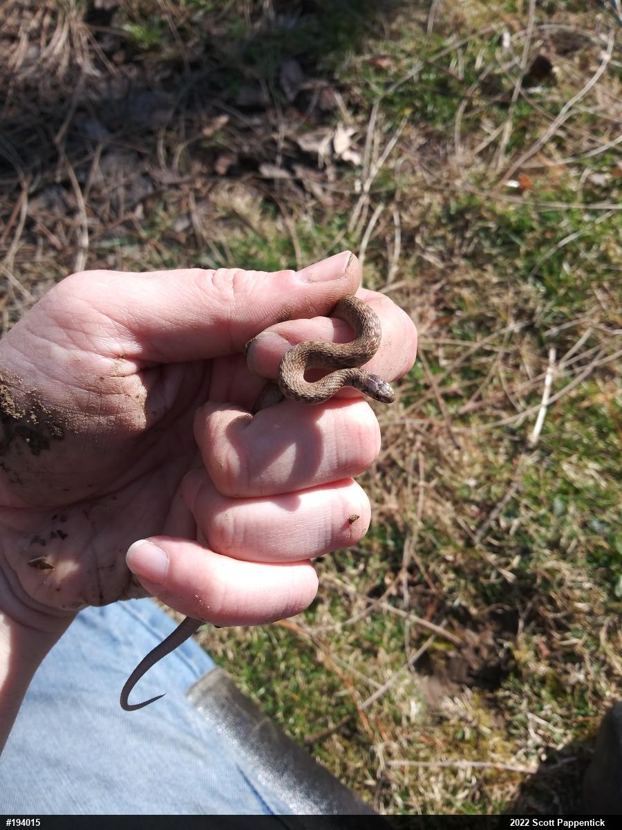 Dekay's Brownsnake