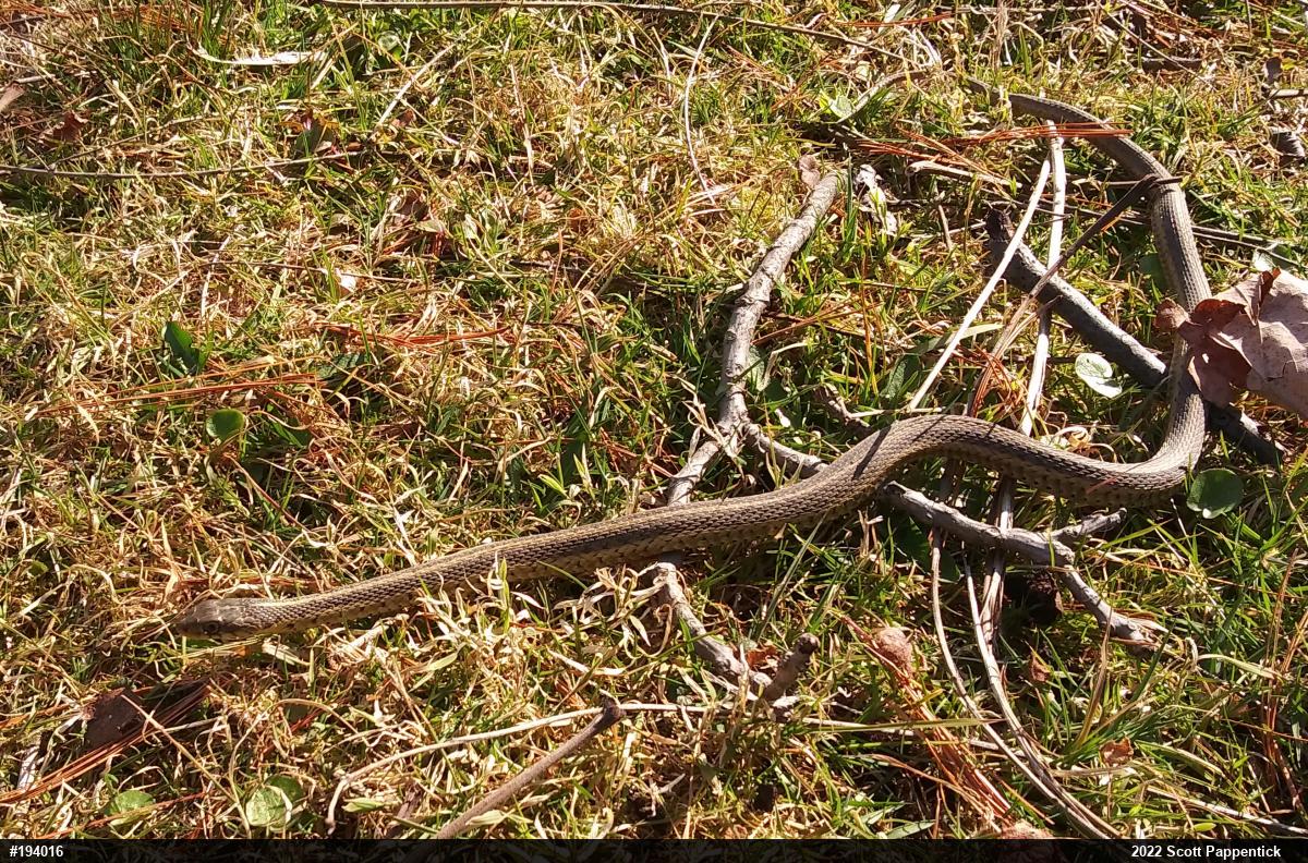 Eastern Gartersnake