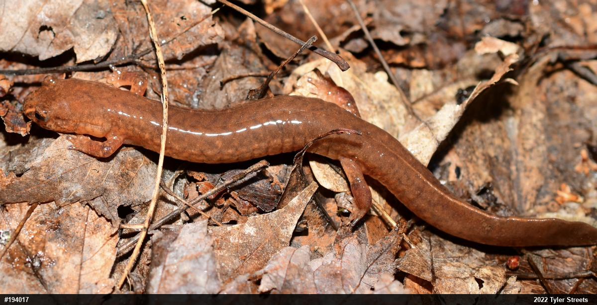 Northern Spring Salamander
