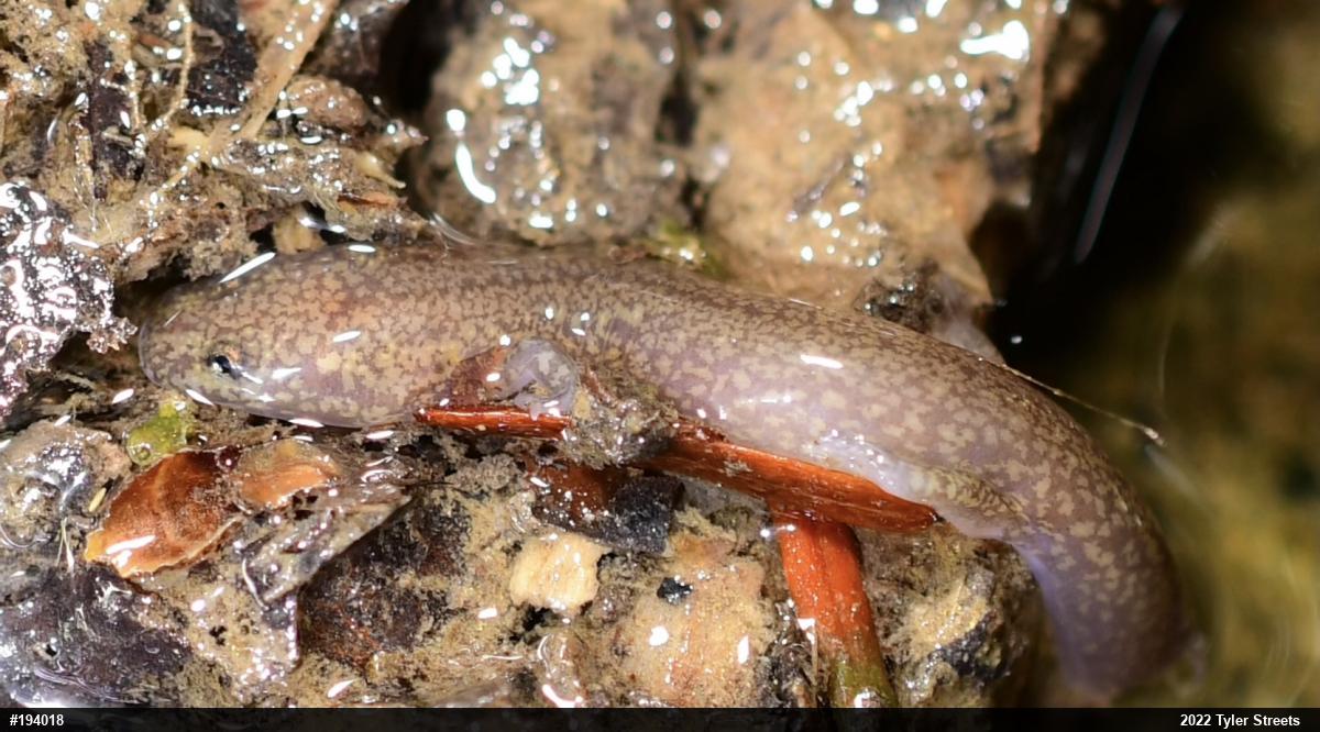 Northern Spring Salamander