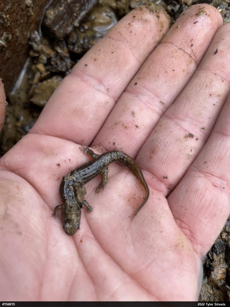 Northern Dusky Salamander