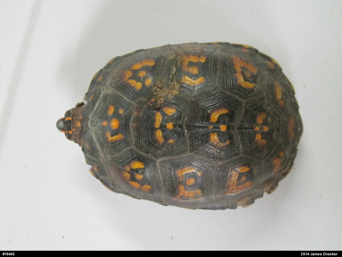 Eastern Box Turtle