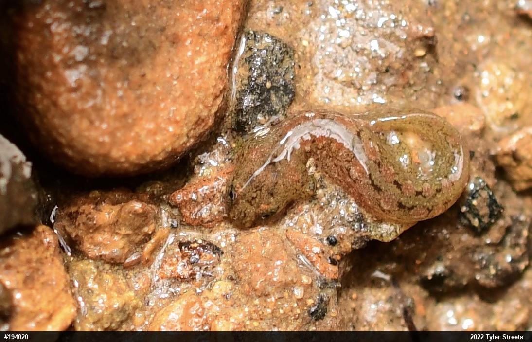 Northern Dusky Salamander