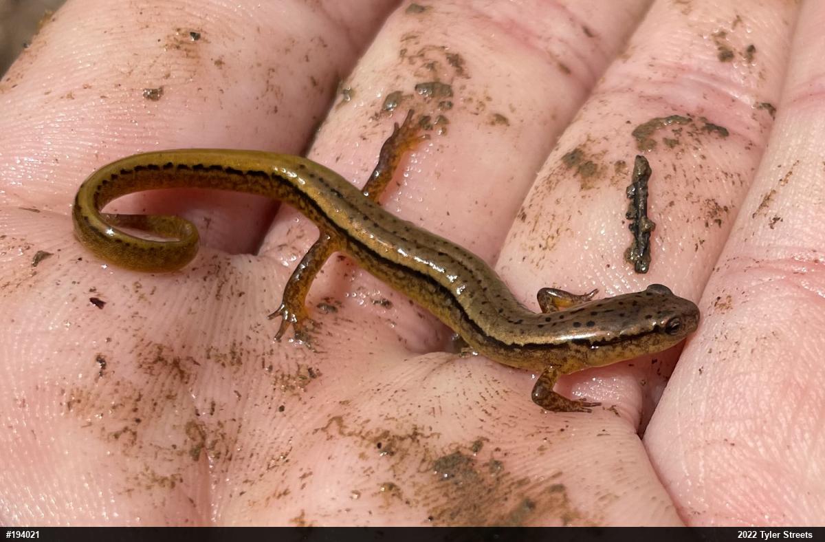 Northern Two-lined Salamander