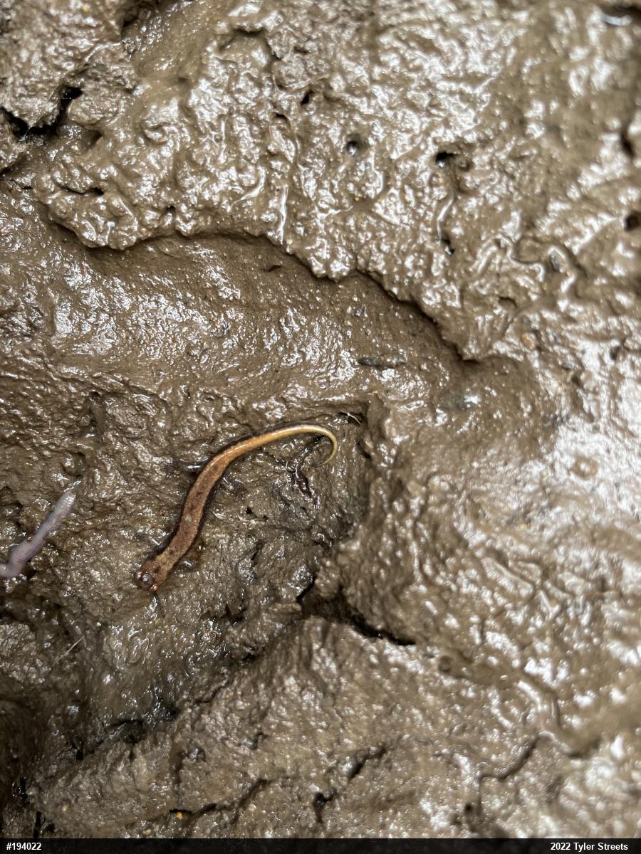 Allegheny Mountain Dusky Salamander