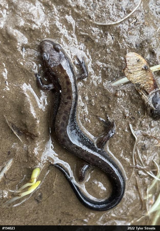 Allegheny Mountain Dusky Salamander