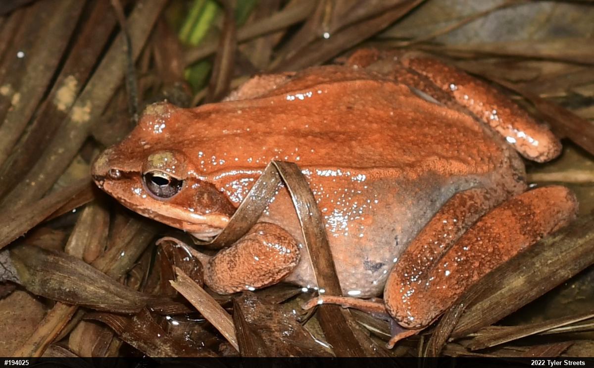 Wood Frog