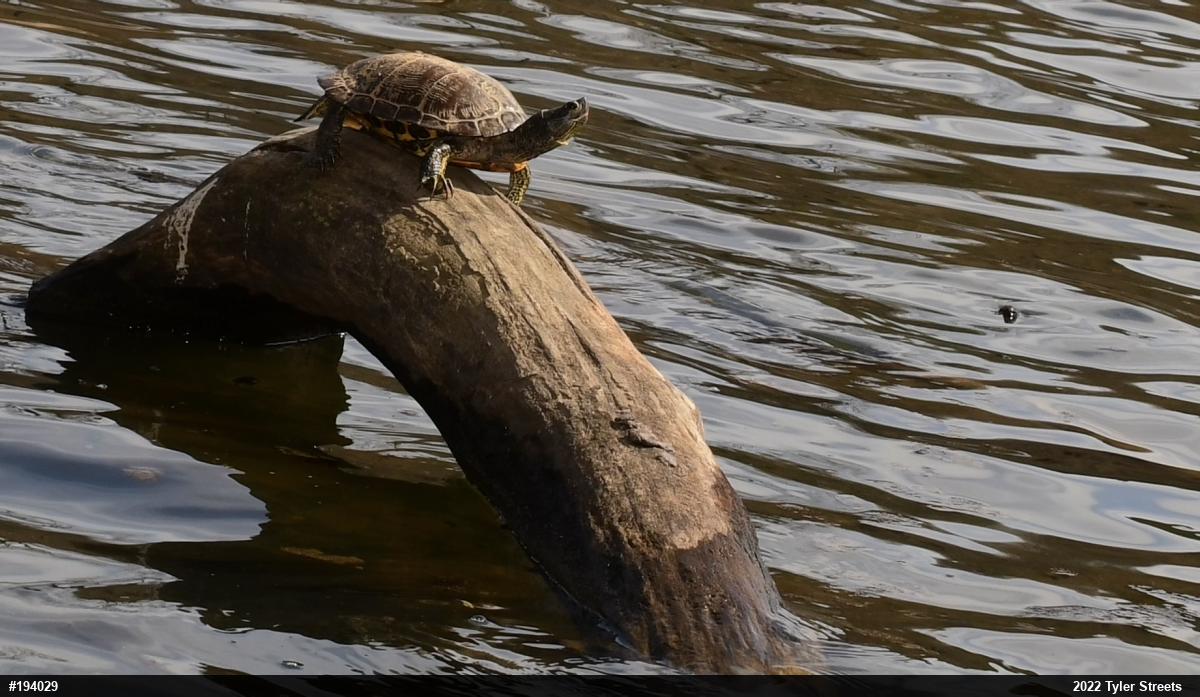 Red-eared Slider