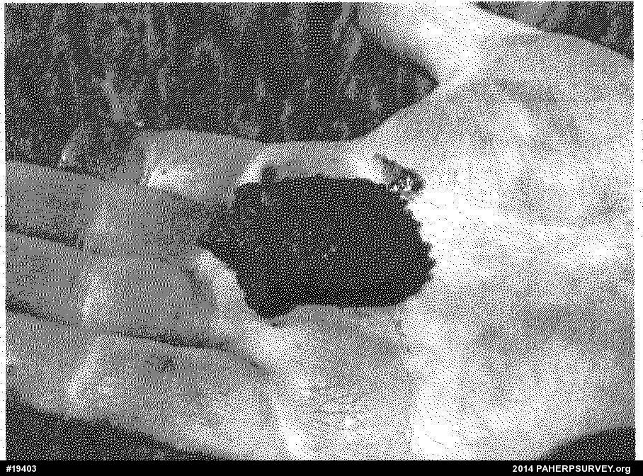 Snapping Turtle