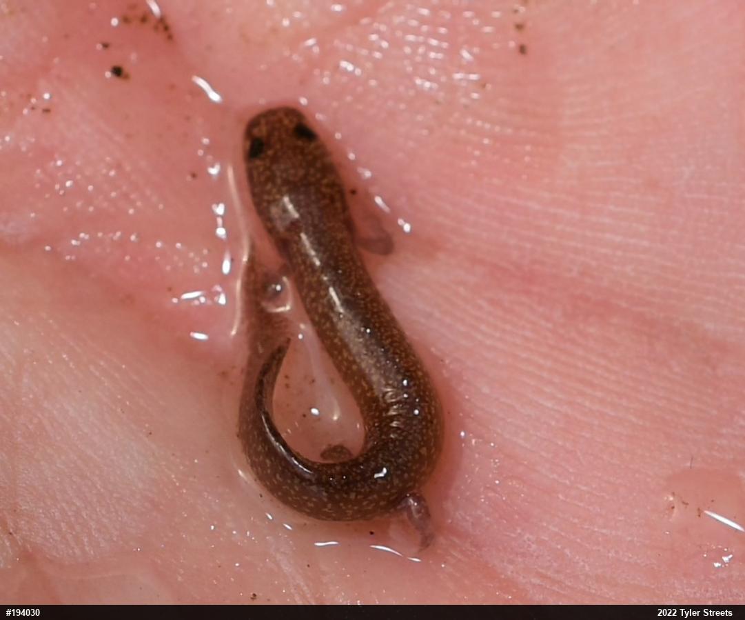 Northern Spring Salamander