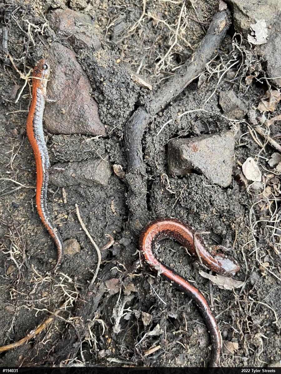 Eastern Red-backed  Salamander