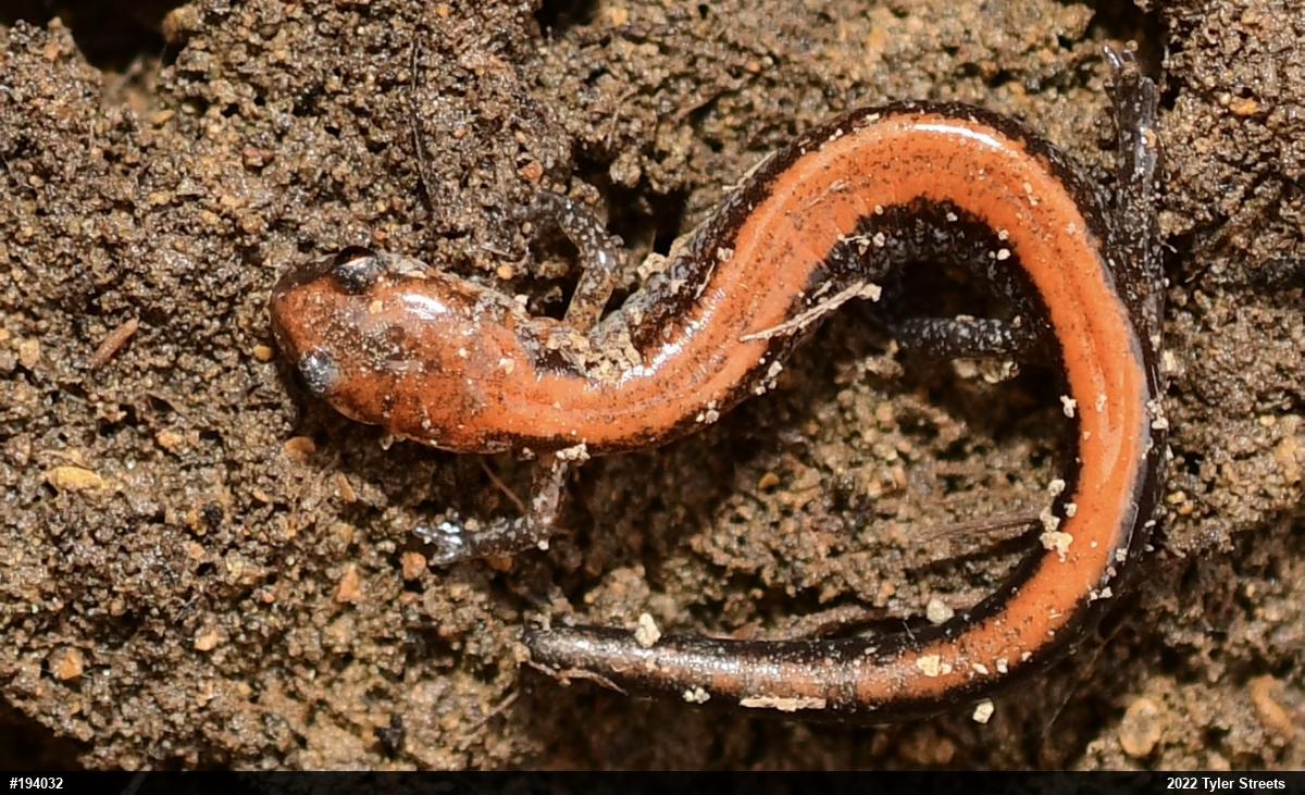Eastern Red-backed  Salamander