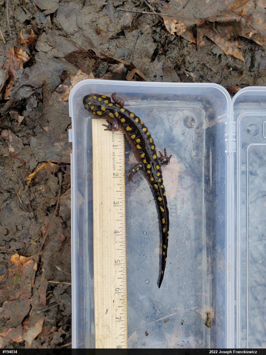 Spotted Salamander