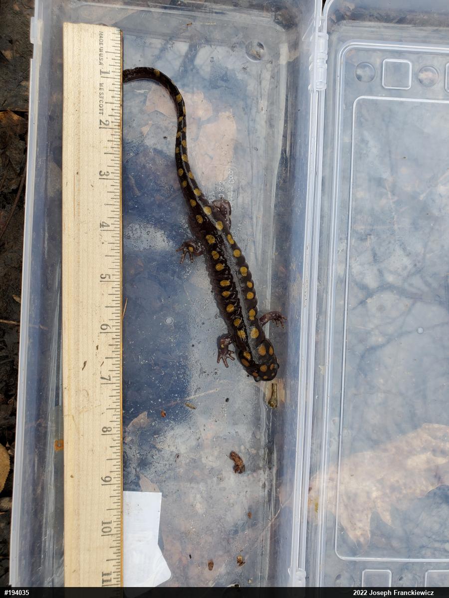 Spotted Salamander