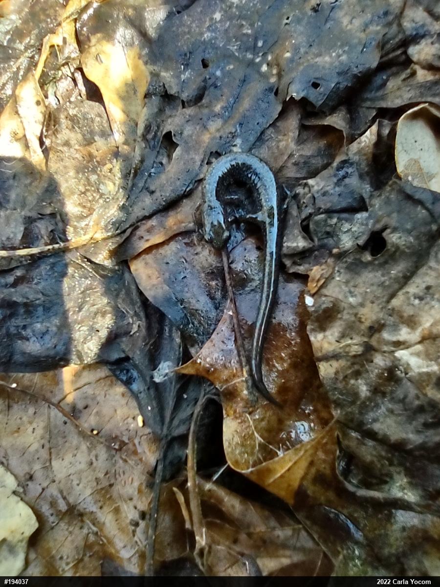 Eastern Red-backed  Salamander