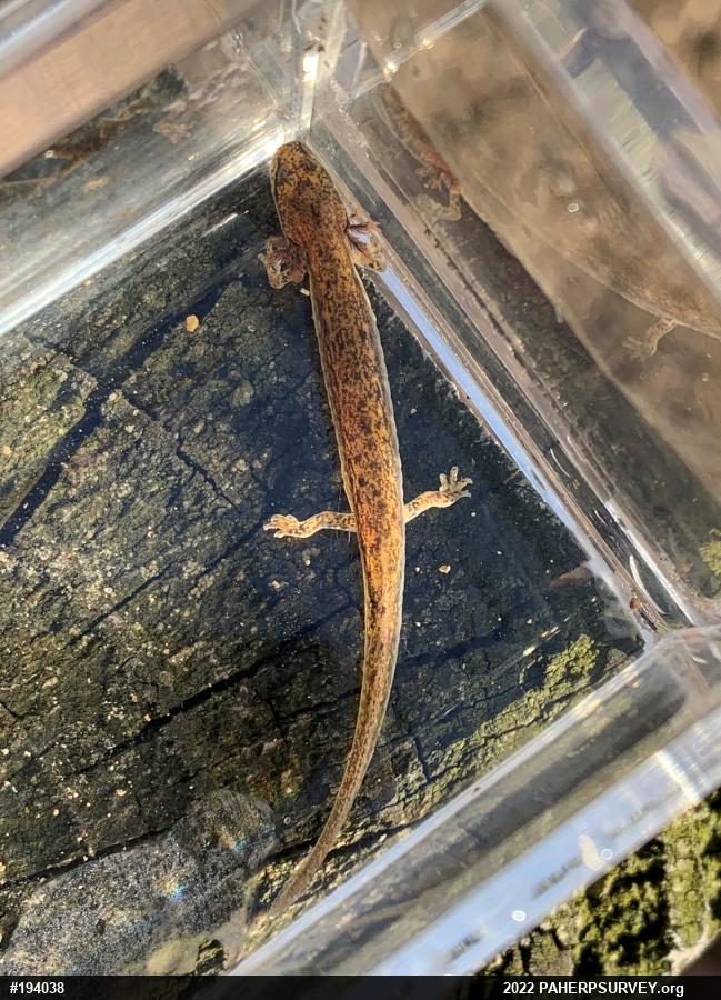 Northern Two-lined Salamander